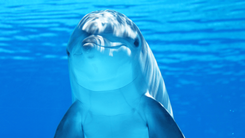 Dolphin Emulator