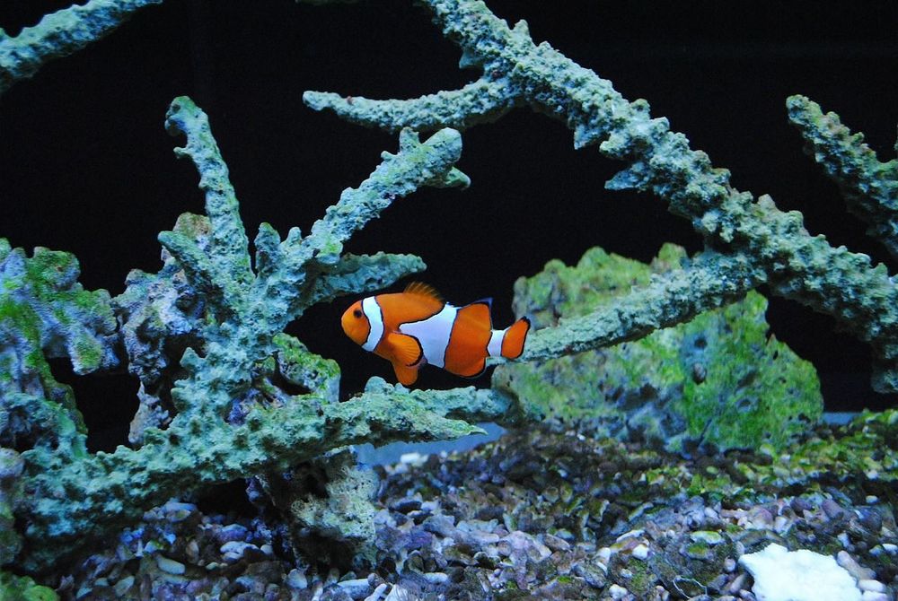 nemo, clown, sea fish, orange, clown fish, nemo, clown fish, clown fish, clown fish, clown fish, clown fish