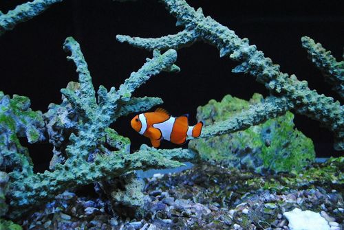 nemo, clown, sea fish, orange, clown fish, nemo, clown fish, clown fish, clown fish, clown fish, clown fish