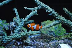 nemo, clown, sea fish, orange, clown fish, nemo, clown fish, clown fish, clown fish, clown fish, clown fish