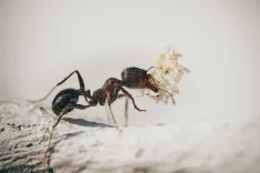 ants, macro, insects, nature, plants, ant, garden, antenna, worker, petals, ants, ants, ant, ant, ant, ant, ant