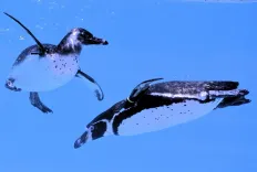 penguin, underwater, swim, nature, bird, zoo, cute, animal