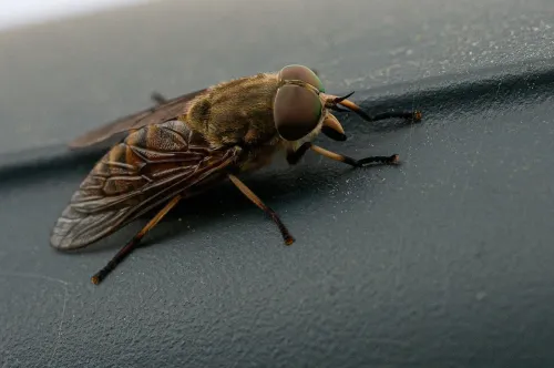 insect, nature, horsefly, proxy, eye close-up