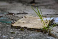 paper, a book, magazine, old, side, text, nostalgia, to forget, past, retro, transience, memory, magazine, magazine, magazine, magazine, magazine, to forget, to forget, to forget