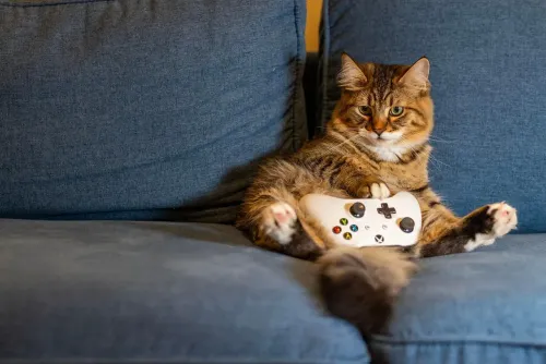 cat, kitten, animal, nature, pet, indoors, gaming, controller, couch