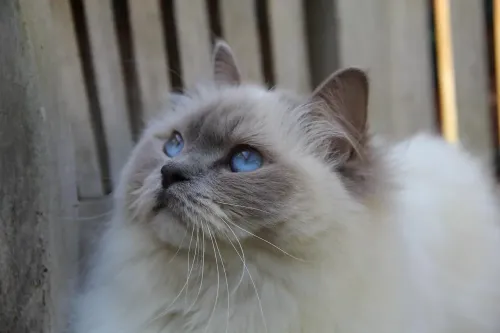 cats, mammal, ragdoll, ragdoll, ragdoll, ragdoll, ragdoll, ragdoll