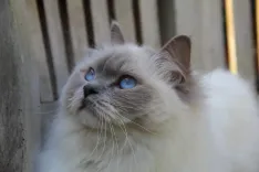 cats, mammal, ragdoll, ragdoll, ragdoll, ragdoll, ragdoll, ragdoll