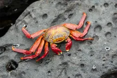 crab, grapsus grapsus, sally lightfoot crab, red rock crab, galapagos, wildlife, sea, red, nature, rock