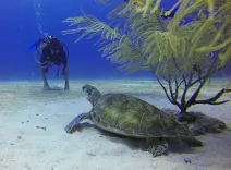diver, turtle, mexico, scuba diving, encounter, diver, scuba diving, scuba diving, scuba diving, scuba diving, scuba diving