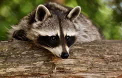 raccoon, animal, mammal, nature, fur, wildlife, forest, wildlife photography, wild animal, furry, forest animal, zoo, raccoon, raccoon, raccoon, raccoon, raccoon, animal, animal, wildlife, forest, forest, zoo
