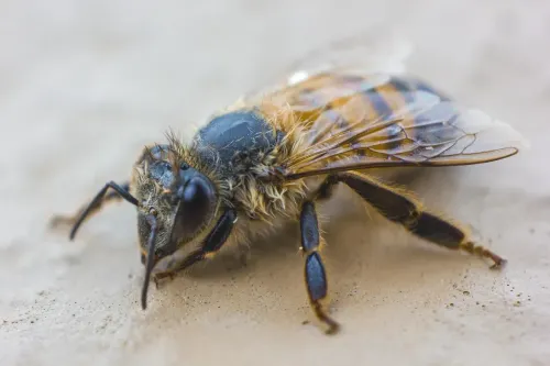 bee, insect, pollination, nature, wings, entomology, beekeeping, world bee day, bee, bee, bee, bee, bee