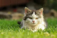 cat, kitten, pet, young cat, animal, domestic cat, feline, nature, mammal, portrait