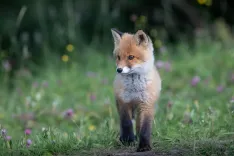 fox, puppy, red fox, vulpes vulpes, animal, wildlife, predator, mammal, fauna, canine, norway, nature