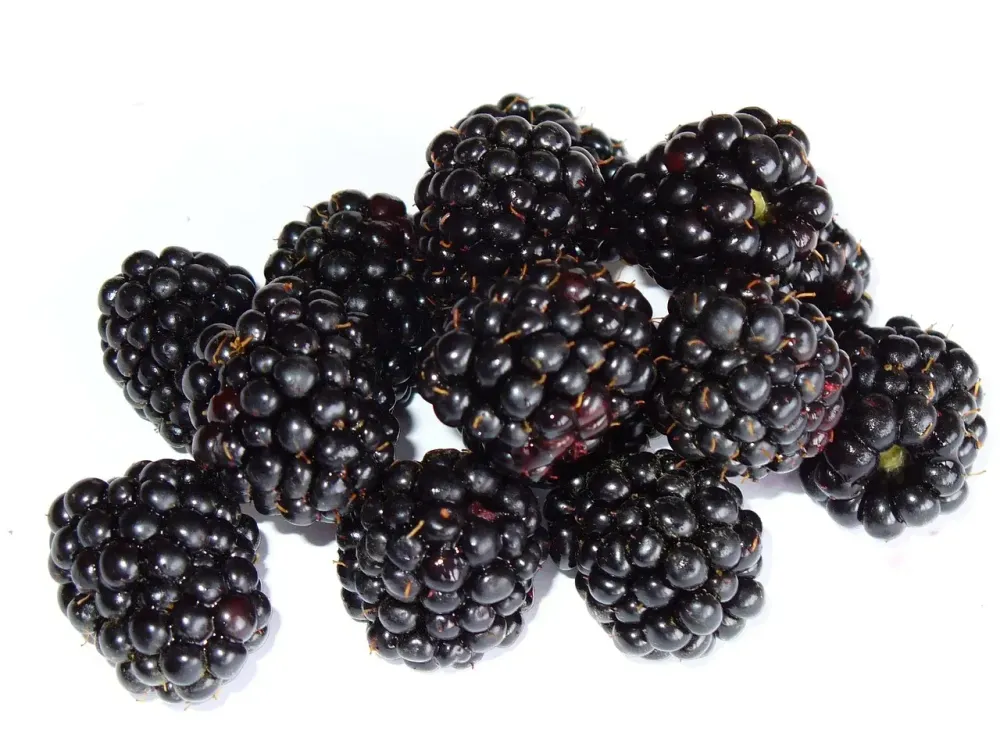 blackberry, bramble, berry, fruit, macro, irritated, blackberry, blackberry, blackberry, blackberry, blackberry