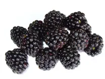 blackberry, bramble, berry, fruit, macro, irritated, blackberry, blackberry, blackberry, blackberry, blackberry