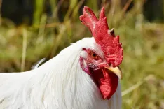 faucet, crow, poultry, cockscomb, chicken, gockel, beak, farm animal, feathers, plumage, nature, bird, animal, masculine, red, cattle, farm yard